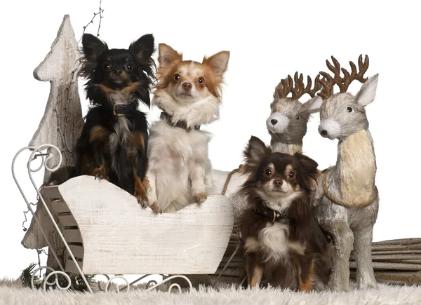 Chihuahuas, 2 years old and 18 months old in Christmas sleigh in front of white background — 스톡 사진