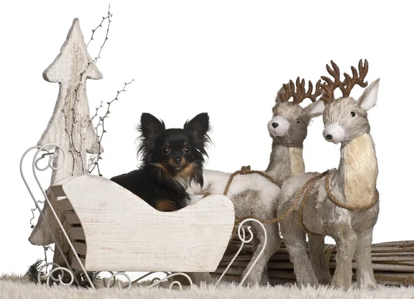 Chihuahua, 2 years old, in Christmas sleigh in front of white background — Stock Photo, Image