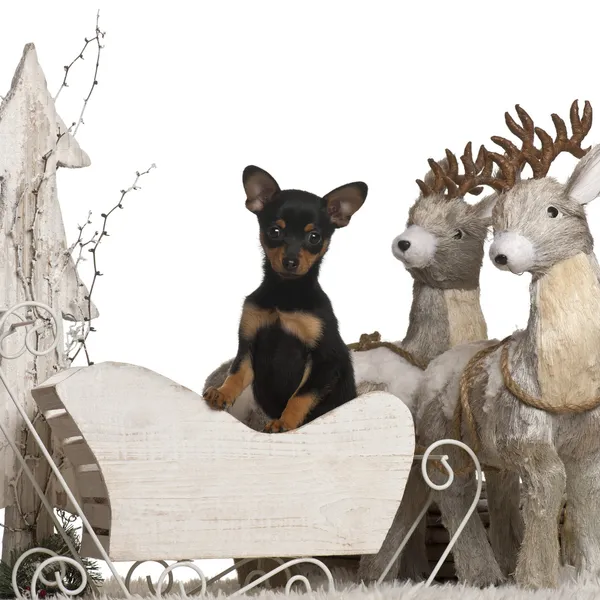 Chihuahua puppy, 2 months old, in Christmas sleigh in front of white background — стокове фото