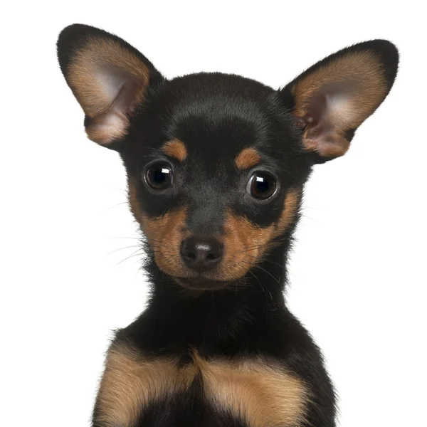 Chihuahua pup, 2 maanden oud, voor witte achtergrond — Stockfoto