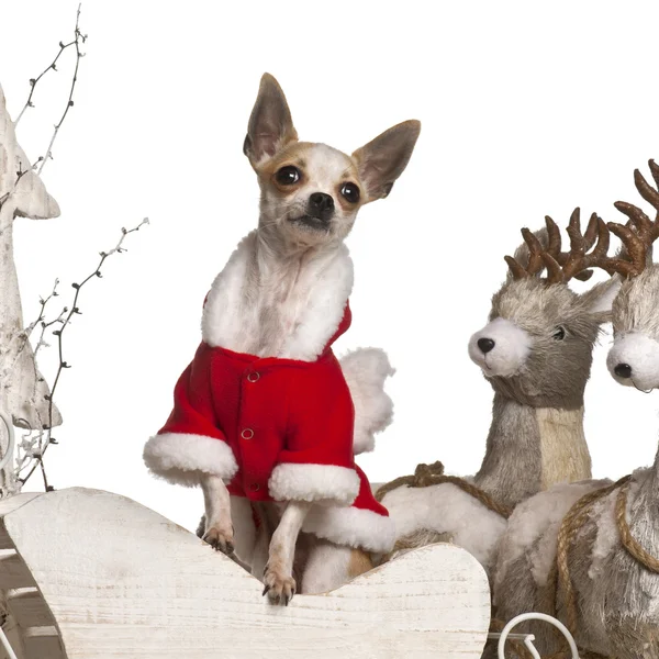 Chihuahua, 1 year old, in Christmas sleigh in front of white background — 스톡 사진