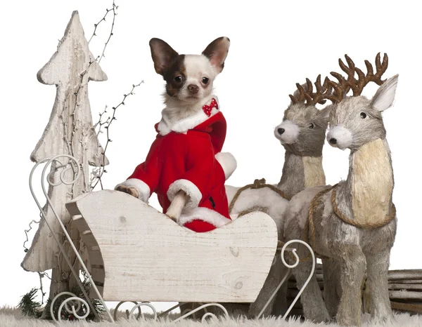 Chihuahua, 1 year old, in Christmas sleigh in front of white background — 스톡 사진