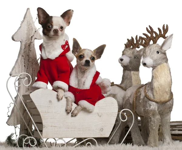 Chihuahuas, 1 year old, in Christmas sleigh in front of white background — 스톡 사진