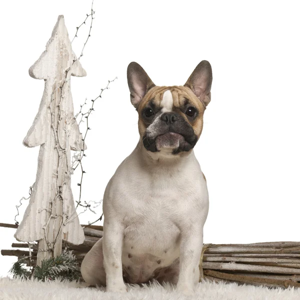 French Bulldog, 10 months old, in front of white background — стокове фото