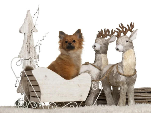 Chihuahua, 10 months old, German Spitz puppy, 5 months old, in Christmas sleigh in front of white background — стокове фото