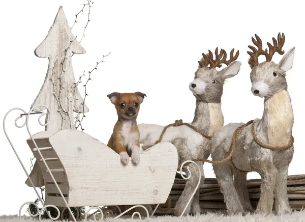 Chihuahua filhote de cachorro, 7 semanas, no trenó de Natal na frente do fundo branco — Fotografia de Stock