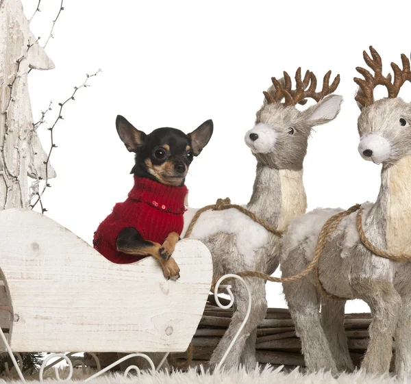 Chihuahua, 2 years old, in Christmas sleigh in front of white background — 스톡 사진
