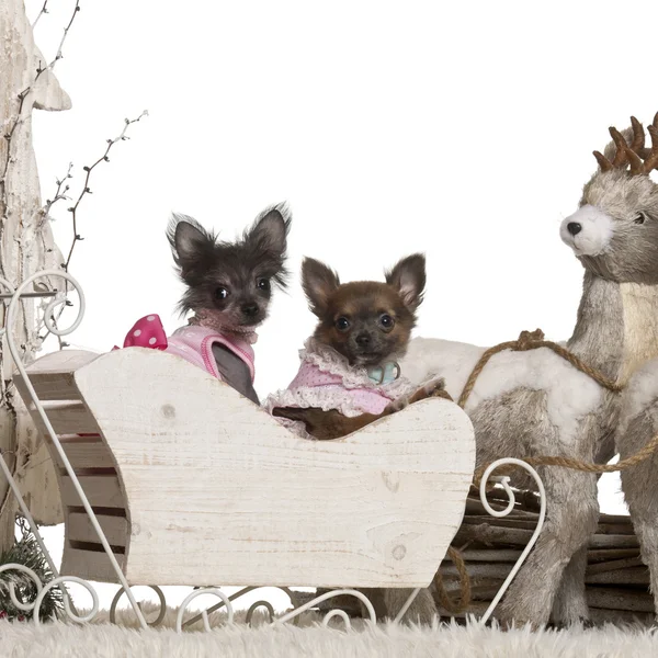 Chihuahua puppy, 12 weeks old, Chinese Crested Dog puppy, 3 months old, in Christmas sleigh in front of white background — стокове фото