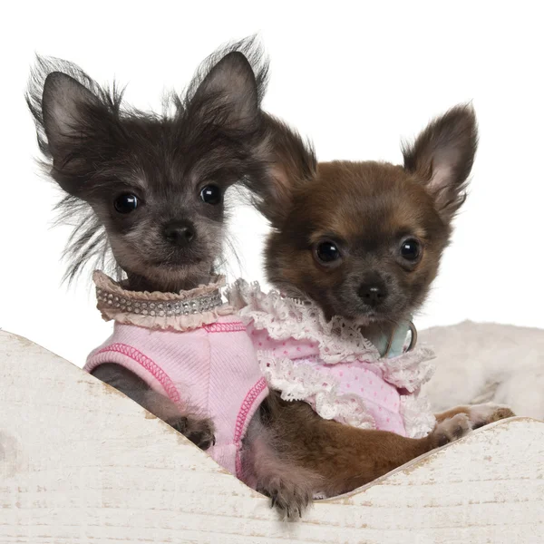 Chihuahua cachorro, 12 semanas de edad, y el cachorro chino Crested Dog, 3 meses de edad, en trineo de Navidad delante de fondo blanco —  Fotos de Stock