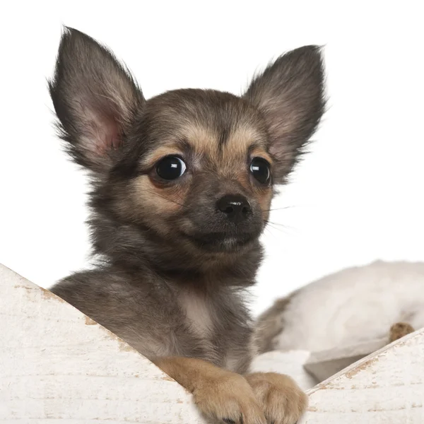 Chihuahua puppy, 4 months old, in Christmas sleigh in front of white background — Stock Photo, Image