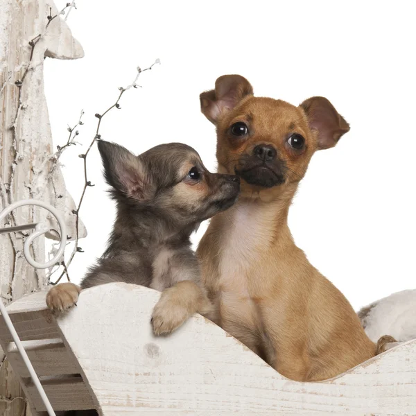 Chihuahua puppies, 4 months and 3 months old, in Christmas sleigh in front of white background — Stock Photo, Image