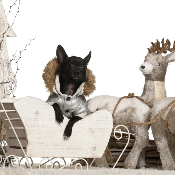 Chihuahua, 11 meses, en trineo de Navidad delante de fondo blanco — Foto de Stock