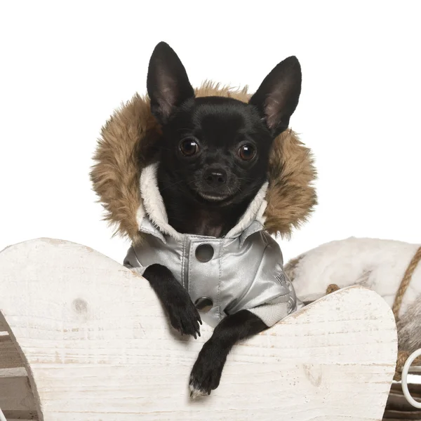 Chihuahua, 11 ay eski Noel beyaz arka plan kızak. — Stok fotoğraf