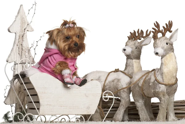 Yorkshire Terrier, 4 years old, in Christmas sleigh in front of white background — Stock Photo, Image