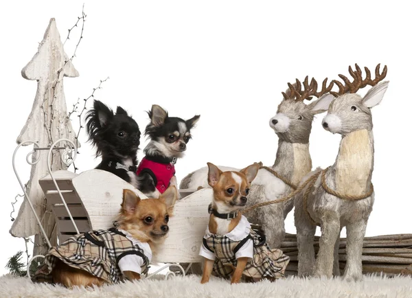 Chihuahuas in Christmas sleigh in front of white background — Stock Photo, Image