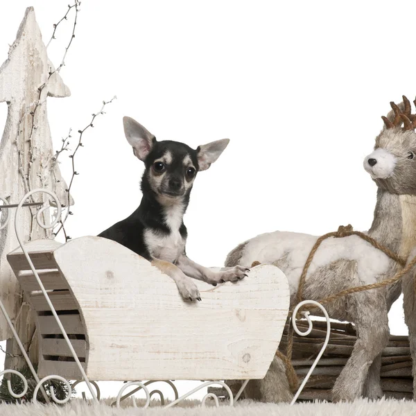 Chihuahua, 2 Jahre alt, im Weihnachtsschlitten vor weißem Hintergrund — Stockfoto