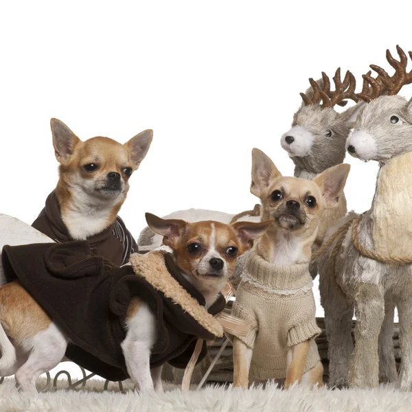 Chihuahuas in Christmas sleigh in front of white background — стокове фото