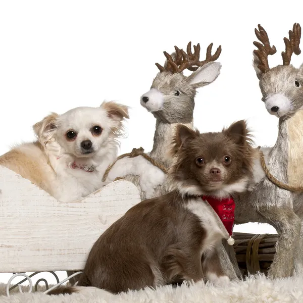 Chihuahua, 7 months old, in Christmas sleigh in front of white background — 스톡 사진