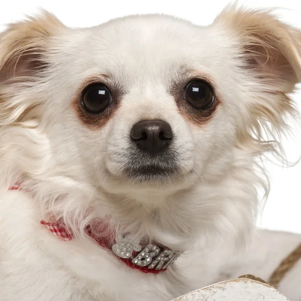 Chihuahua, 7 månader gammal, framför vit bakgrund — Stockfoto