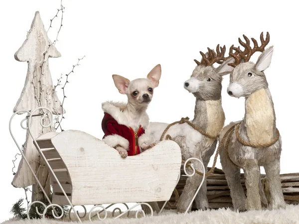 Chihuahua, 7 months old, in Christmas sleigh in front of white background — Stock Photo, Image