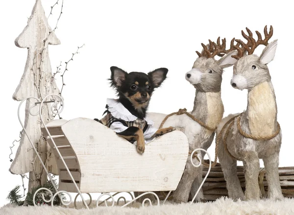 Chihuahua puppy, 6 months old, in Christmas sleigh in front of white background — стокове фото