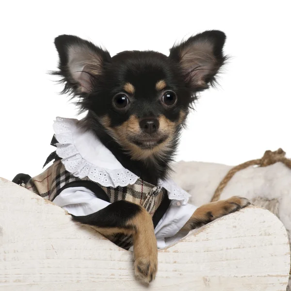 Chihuahua pup, 6 maanden oud, in Kerstmis sleigh voor witte achtergrond — Stockfoto