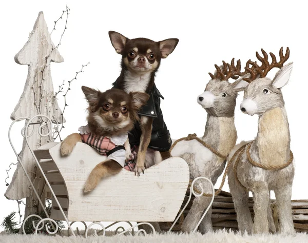 Chihuahua, 2 years old, and Chihuahua, 7 months old, in Christmas sleigh in front of white background — 스톡 사진