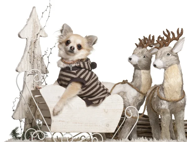 Chihuahua, 3 years old, in Christmas sleigh in front of white background — стокове фото