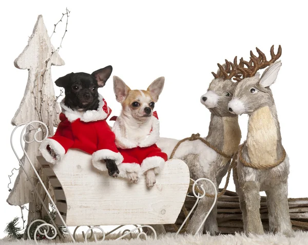 Chihuahua, 7 months old, and Chihuahua, 8 months old, in Christmas sleigh in front of white background — Stock Photo, Image