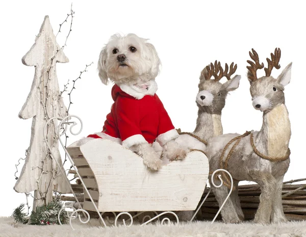 Maltese, 1 year old, in Christmas sleigh in front of white background — Stock Fotó
