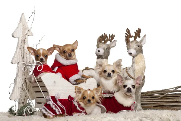 Τσιουάουα (Chihuahua) σε Χριστούγεννα έλκηθρο μπροστά από το λευκό φόντο — Φωτογραφία Αρχείου