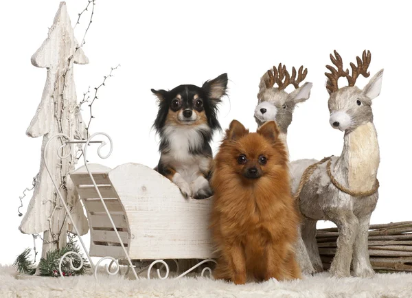 Chihuahua, 3 years old, and German Spitz, 2 years old, in Christmas sleigh in front of white background — стокове фото