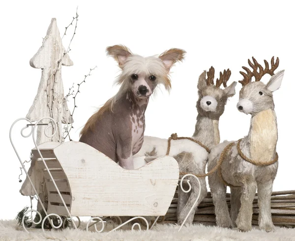 Perro Crestado Chino cachorro, 4 meses de edad, en trineo de Navidad delante de fondo blanco — Foto de Stock