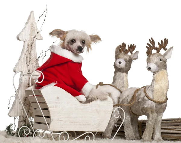 Chinese Crested Dog puppy, 4 months old, in Christmas sleigh in front of white background — Stock Photo, Image