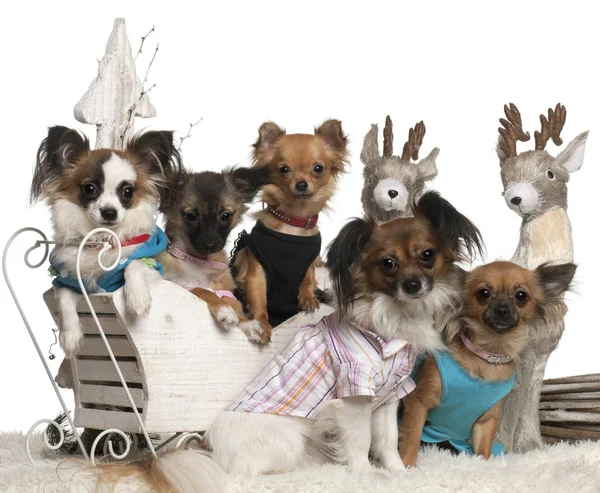 Chihuahuas in Christmas sleigh in front of white background — стокове фото