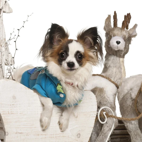 在白色背景前的吉娃娃小狗，2 个月大，在圣诞雪橇 — 图库照片