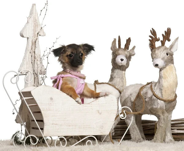 Chihuahua puppy, 2 months old, in Christmas sleigh in front of white background — стокове фото