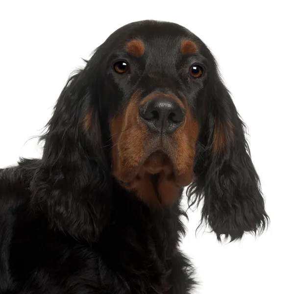 Gordon Setter puppy, 6 months old, in front of white background — Stock Photo, Image