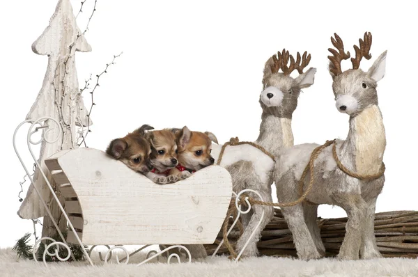 Chihuahua puppies, 2 months old, in Christmas sleigh in front of white background — стокове фото