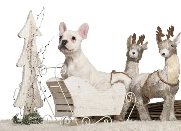 French Bulldog puppy, 5 months old, in Christmas sleigh in front of white background — Stock Photo, Image