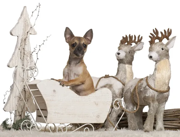 Chihuahua, 5 months old, in Christmas sleigh in front of white background — стокове фото