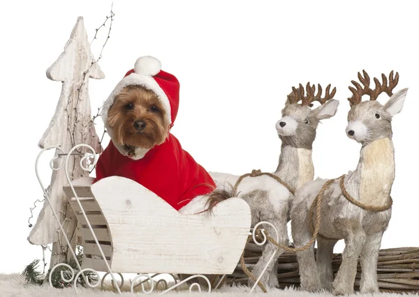 Yorkshire Terrier, 3 years old, in Christmas sleigh in front of white background — Stock Photo, Image