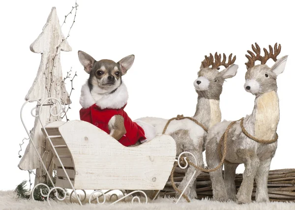 Chihuahua, 3 years old, in Christmas sleigh in front of white background — Stock Photo, Image