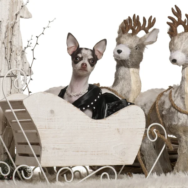 Chihuahua puppy, 6 months old, in Christmas sleigh in front of white background — Stock Photo, Image