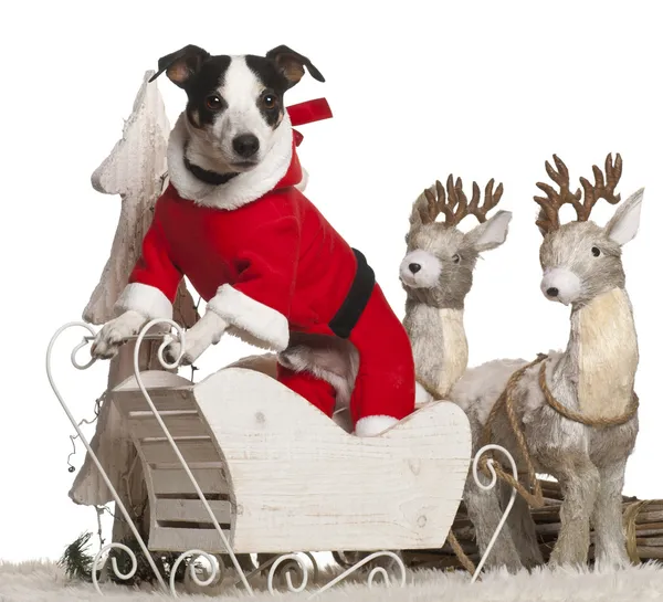 Jack Russell Terrier, 7 year old, in Christmas sleigh in front of white background — стокове фото