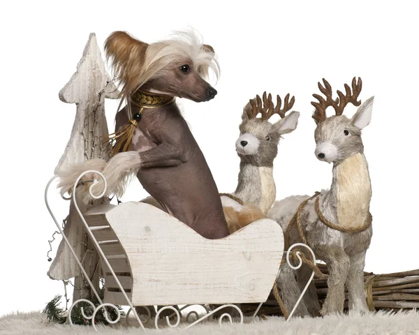 Chinese Crested Dog, 1 year old, in Christmas sleigh in front of white background — Stock Photo, Image