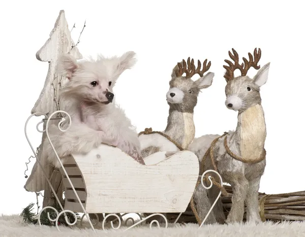 Chinese Crested Dog puppy, 4 months old, in Christmas sleigh in front of white background — Stock Fotó