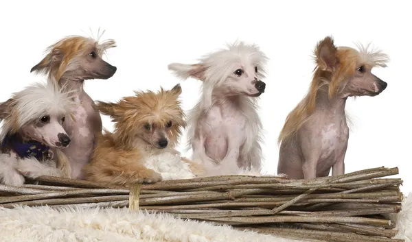 Perro Crestado Chino cachorros, 4 meses de edad, delante de fondo blanco —  Fotos de Stock