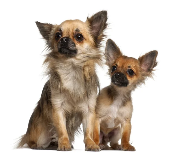 Chihuahuas, 8 months old, in front of white background — Stock Photo, Image