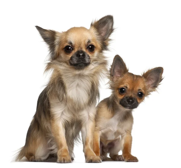 Chihuahuas, 8 meses, frente a fondo blanco — Foto de Stock